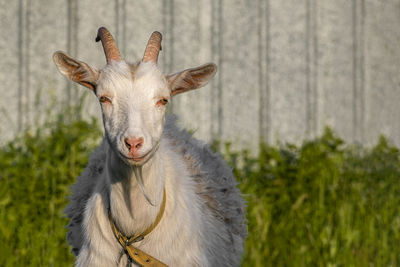 Close-up portrait of goat