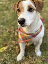 My jack russell, scout, looking as cute as can be.