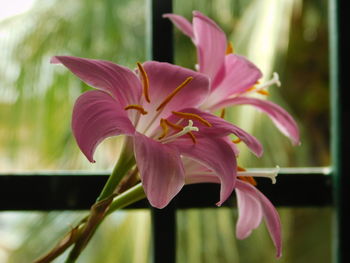 Close-up of pink lilies