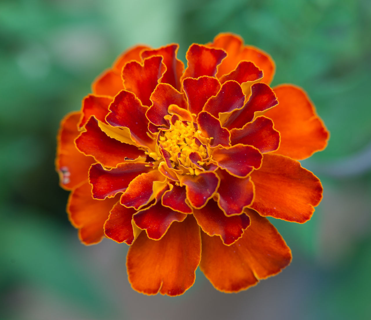 CLOSE-UP OF MARIGOLD BLOOMING AT PARK