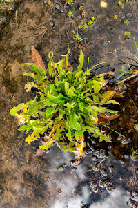 High angle view of plant growing on field