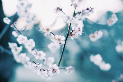 Close-up of flowers