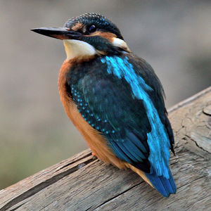 Close-up of bird perching on wood