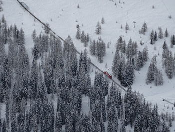 Panoramic view of pine trees on snow covered mountain