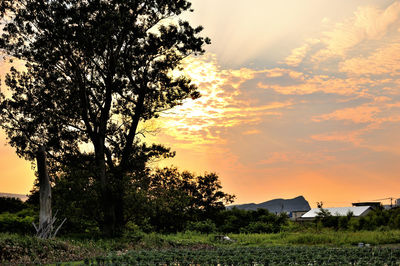 Trees on field against sky at sunset