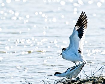 Seagull flying over sea