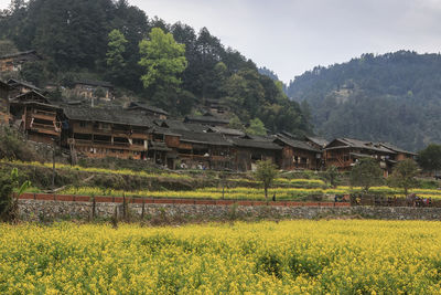 Scenic view of agricultural field by houses and trees