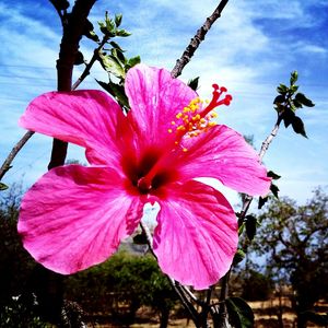 Low angle view of pink flowers blooming against sky