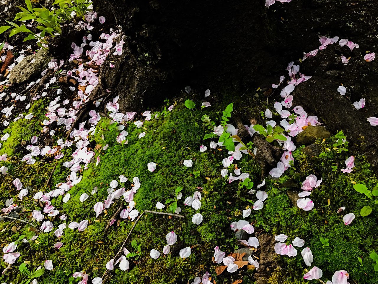 nature, flower, growth, beauty in nature, plant, no people, fragility, green color, outdoors, day, sky, freshness