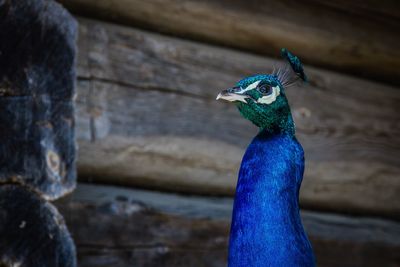 Close up of peacock