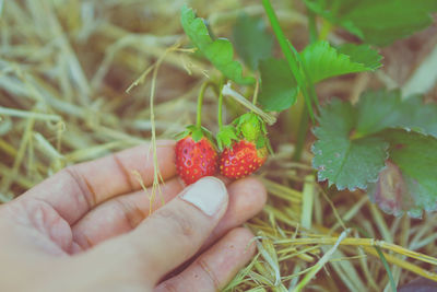 Cropped image of hand holding strawberry