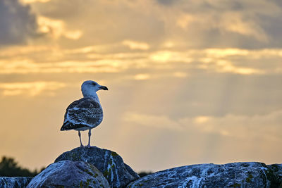 Bird perching on rock