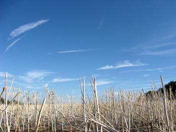 High angle view of stalks in field against blue sky