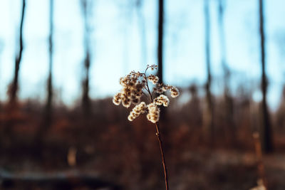 Close-up of wilted flower in field