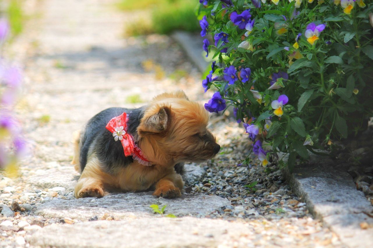 dog, pets, one animal, domestic animals, animal themes, outdoors, mammal, day, flower, no people, nature