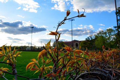 Plants growing on field against cloudy sky