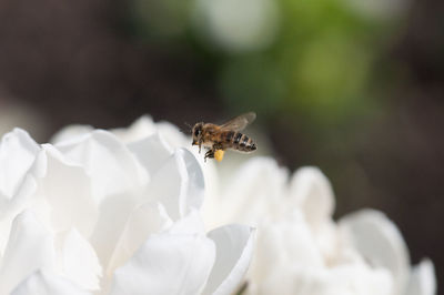 Close-up of bee pollinating on white flower