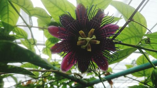 Close-up of flower