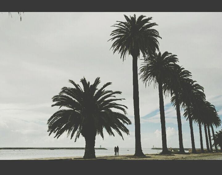 SILHOUETTE PALM TREES BY BEACH AGAINST SKY