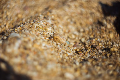 Close-up of insect on rock