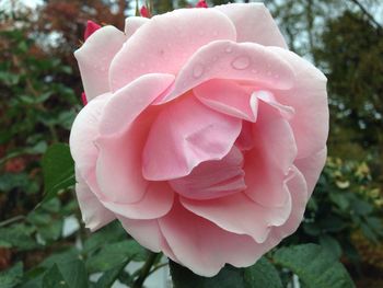 Close-up of rose flower