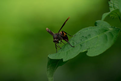 Close-up of insect on leaf