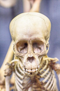 Close-up of human skull