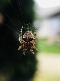 Close-up of spider on web