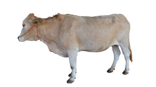 Cow standing against white background