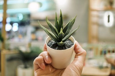 Midsection of person holding potted plant 