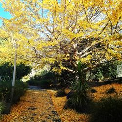 Autumn trees on landscape