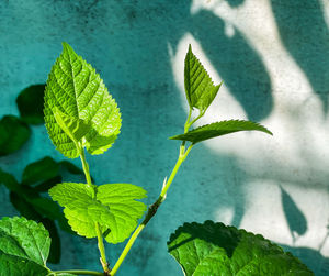 Close-up of green leaves
