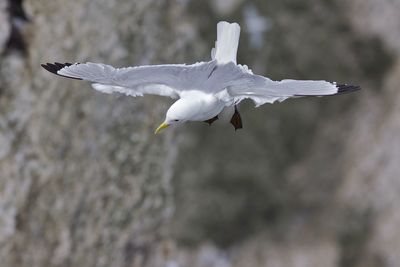Seagull flying