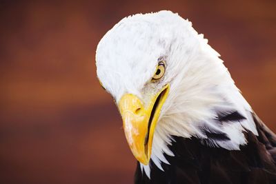 Close-up of bird