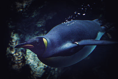 Close-up of fish swimming in sea