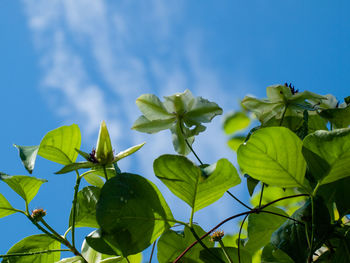 Low angle view of leaves against sky