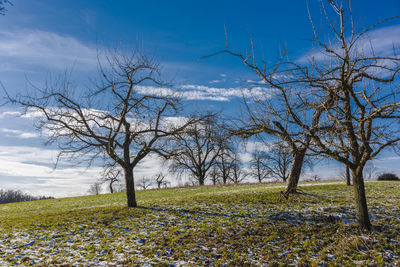 Bare trees on field against sky