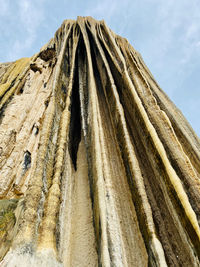 Low angle view of tree trunk against sky