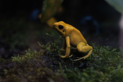 Close-up of frog in sea