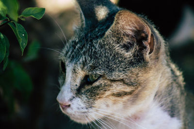 Close-up of a cat looking away