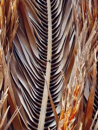 Full frame shot of palm leaves
