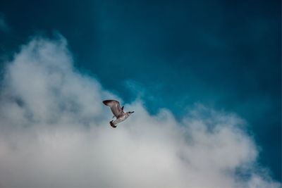 Low angle view of bird flying against sky