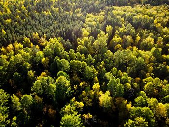 High angle view of plants growing in forest