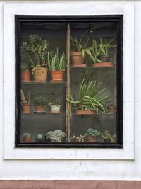 Close-up of potted plants in greenhouse