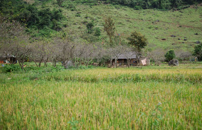 Plants growing on field