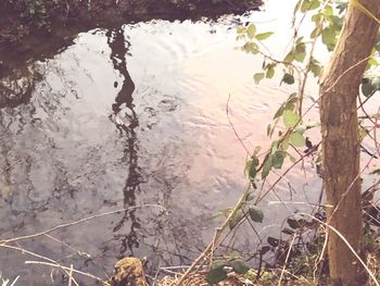 High angle view of trees by lake