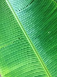 Close up view of full frame shot of green leaf at garden