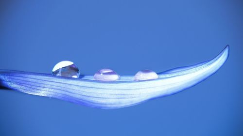 Close-up of water against blue background