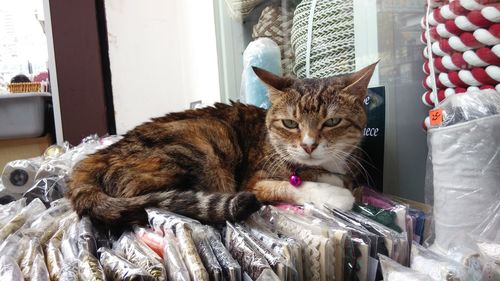 Portrait of cat lying on laces at market stall