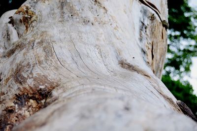 Low angle view of tree trunk